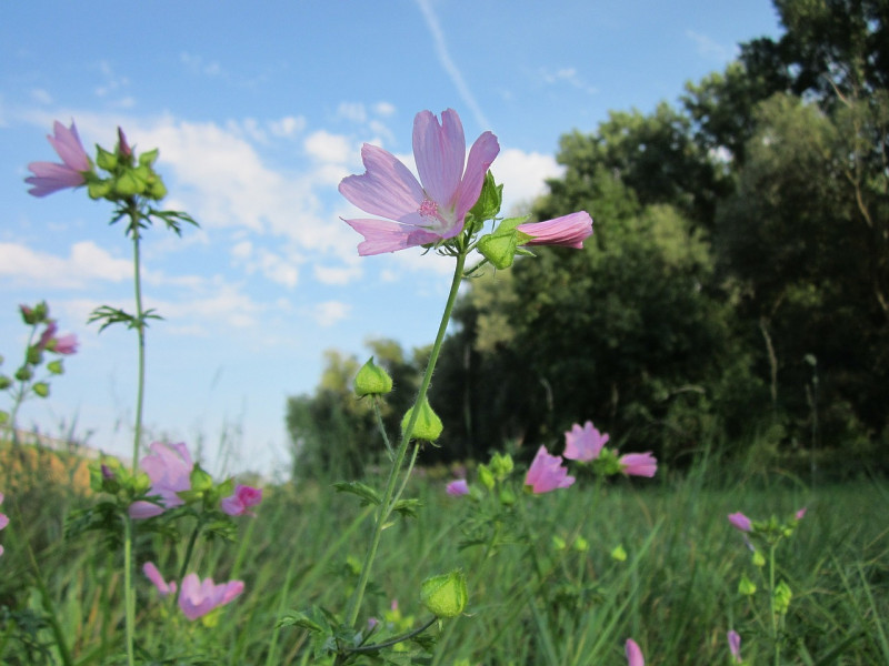 Malva moschata – Muskuskaasjeskruid-inheemse-vaste-planten-waardplant